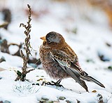 Study paints bleak picture for area's birds