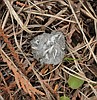 Owl pellets provide clues to owl's diet