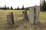 Golf course trees removed