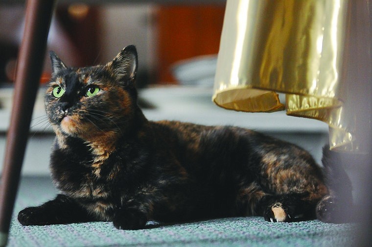 &lt;p&gt;Sweetiepie lounges beneath a display table in the gift shop of
the Conrad Mansion. The calico cat is the inspiration behind a new
book, &quot;The Conrad Cat.&quot;&lt;/p&gt;