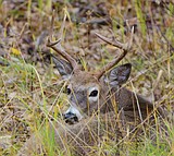 Deer harvest ahead of 2011