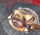 Glacier Park proving a safe haven for bats