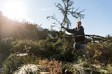 Storm debris overwhelming transfer stations