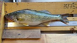 State drafts plan for Swan Lake walleyes