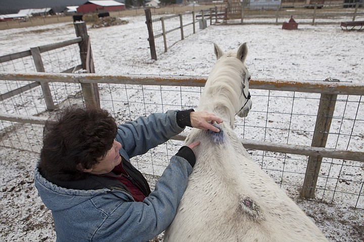 &lt;p&gt;Cheryl Bergerson inspects a large sore on the back of Rosie, an
Arabian mix mare she rescued, at her ranch in Columbia Falls
Saturday morning.&lt;/p&gt;