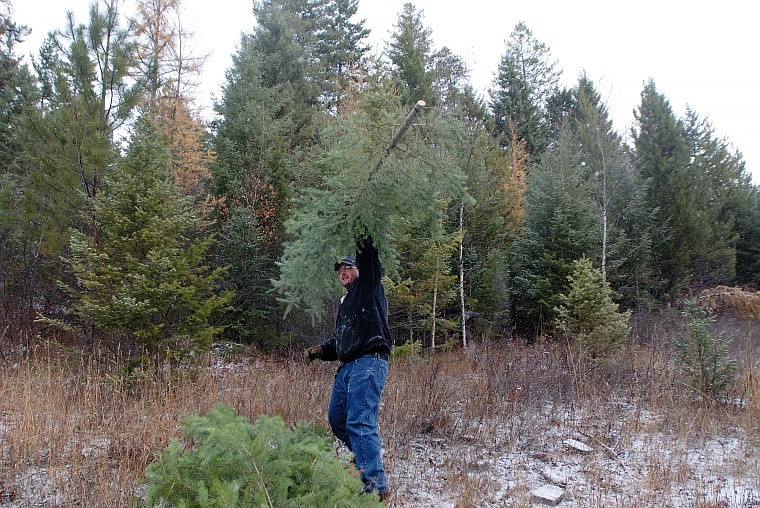 Nick Pieri tosses a tree onto a pile while waiting for a truck to pick up the harvest.