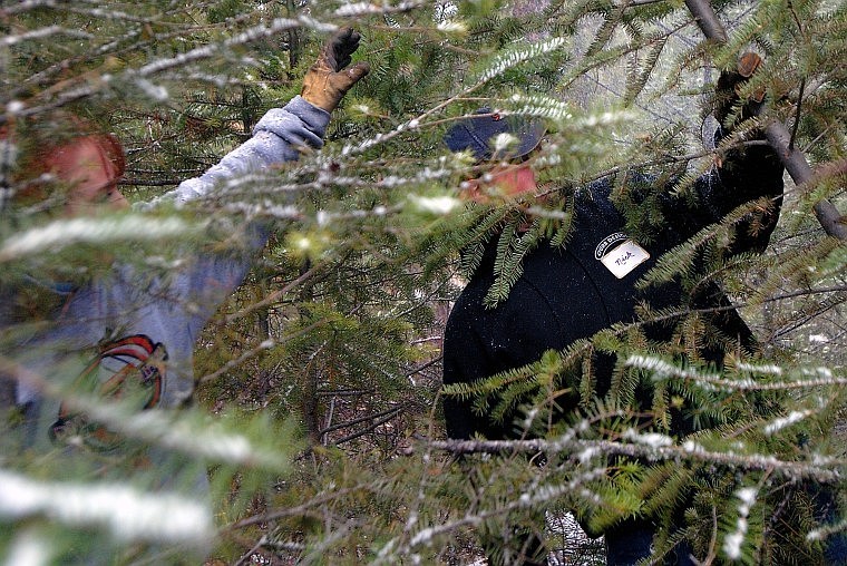 Nick Pieri hands a cut tree to his wife, Laura.