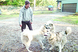 Sled dogs get ready to pull