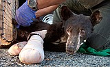 Bear cub hurt in Washington wildfire Idaho-bound