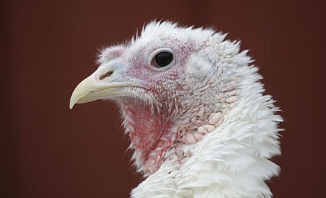 &lt;p&gt;A turkey looks on before being butchered on the Kelkenberg Farm in Akron, N.Y., Tuesday, Nov. 22, 2011. (AP Photo/David Duprey)&lt;/p&gt;