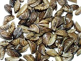 Mussel signs found in Flathead Lake
