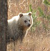Grizzly bear shot up the North Fork