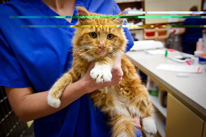 &lt;p&gt;This cat was rescued by a dog Tuesday afternoon during the blizzard with a towel frozen to it. Prairie Animal Hospital in Hayden treated the hyperthermic cat with warm IV fluids.&lt;/p&gt;