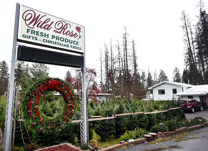 &lt;p&gt;The Wild Rose on Montana 40 between Columbia Falls and Whitefish will be selling trees until Christmas Eve. (Brenda Ahearn/Daily Inter Lake)&lt;/p&gt;