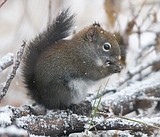 Snowy the squirrel