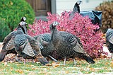 Wild turkeys call Council Bluffs home