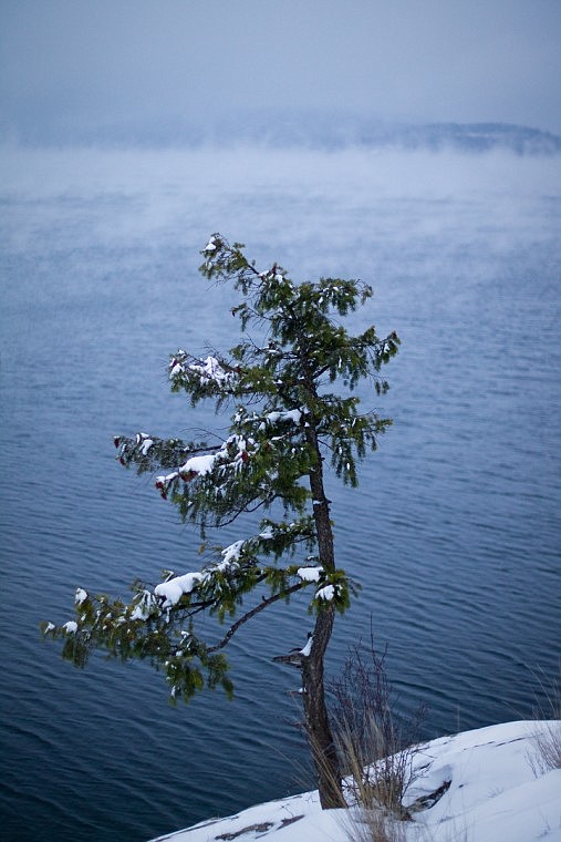 &lt;p&gt;SHAWN GUST/Press A pine tree wethers the elements as snow blows across the surface of Lake Coeur d'Alene near Tubbs Hill.&lt;/p&gt;