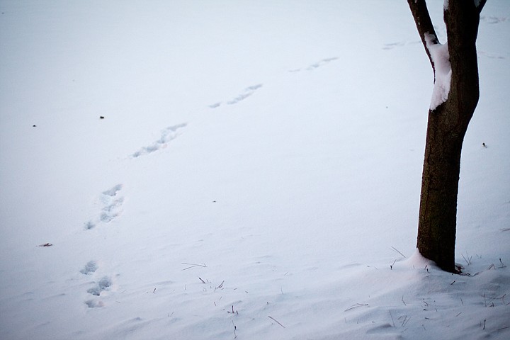 &lt;p&gt;SHAWN GUST/Press A hiker's footprints wrap around a small tree trunk near Tubbs Hill.&lt;/p&gt;