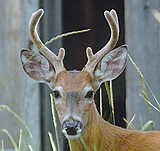 Hunting numbers up from last year