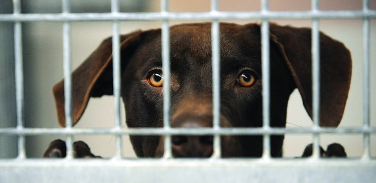 Dakota, a large chocolate Labrador/mix, looks out from his cage
at the Flathead County Animal Shelter in this file photo.