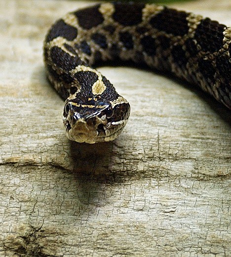 &lt;p&gt;An eastern massasauga rattlesnake is seen in its exhibit at the Philadelphia Zoo in 2003. Environmental groups are criticizing the Obama administration for what they say is a continuing backlog of plants and animals in need of protection under the Endangered Species Act.&lt;/p&gt;