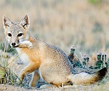 Wildlife slideshow benefits Big Brothers Big Sisters