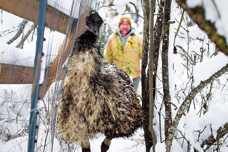 &lt;p&gt;Sheila, a 4-year-old emu, walks through the snow in her pen as Vern Harvey follows behind. The emu is one of a pair that Harvey keeps as pets.&lt;/p&gt;