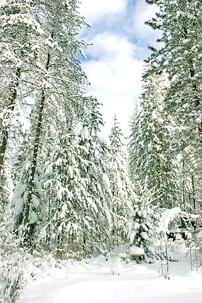 &lt;p&gt;A wonderful Winter Wonderland near Troy made for this
picturesque photo.&lt;/p&gt;