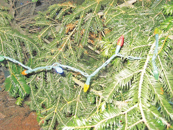 &lt;p&gt;The tree was full of lights Friday. Unfortunately, some time
late Saturday or early Sunday, vandals pulled down the lights.&lt;/p&gt;