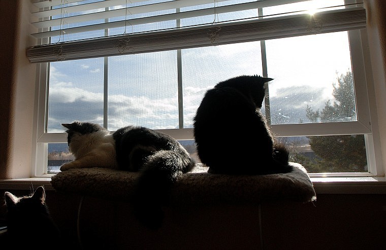 From left to right, Pedra, Oscar and Carla absorb the warm sunlight along a windowsill.