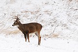 lucky buck.JPG