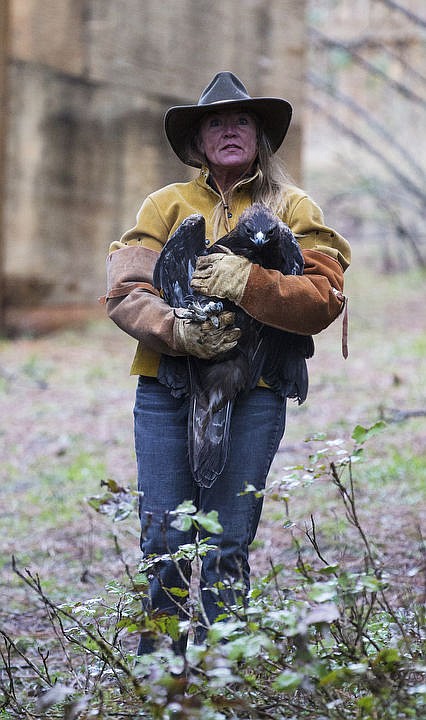 <p>LOREN BENOIT/Press Jane Veltkamp, owner and operator of Birds of Prey Northwest, carries a golden eagle to its aviary Wednesday afternoon. Veltkamp will train Coeur d'Alene Tribe members how to feed and care for the birds.</p>