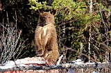 Bear cub