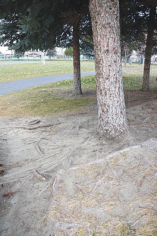 Moses Lake is considering the cost of installing more hard
surfaces at McCosh Park in order to protect trees from compounded
soil and to accomodate people with mobility issues.