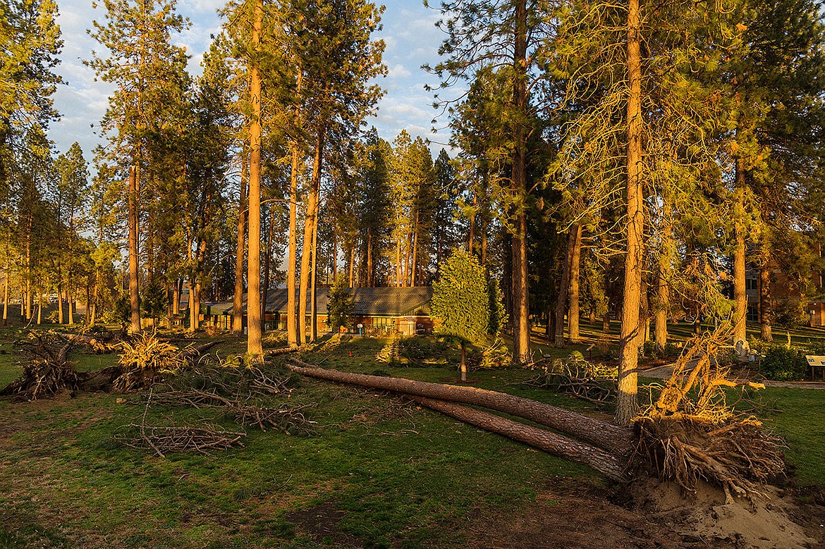 &lt;p&gt;Several downed trees litter the campus at North Idaho College on Monday afternoon.&lt;/p&gt;