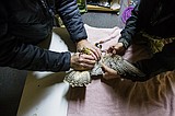 Raptor rehab