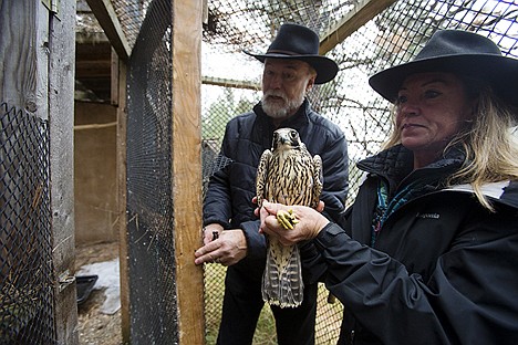 &lt;p&gt;Don Veltkamp and Jane Fink prepare to release a peregrine falcon into an aviary as part of its rehabilitation process.&lt;/p&gt;