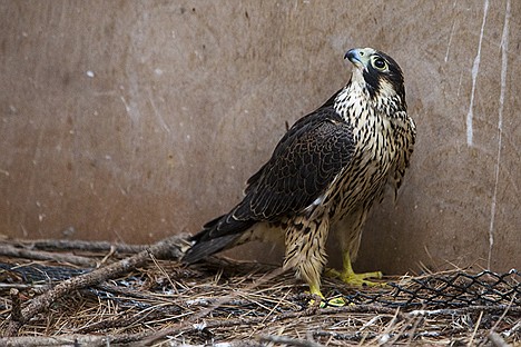 &lt;p&gt;A young tundra peregrine falcon surveys its surroundings after being released in a Birds of Prey Northwest aviary.&lt;/p&gt;