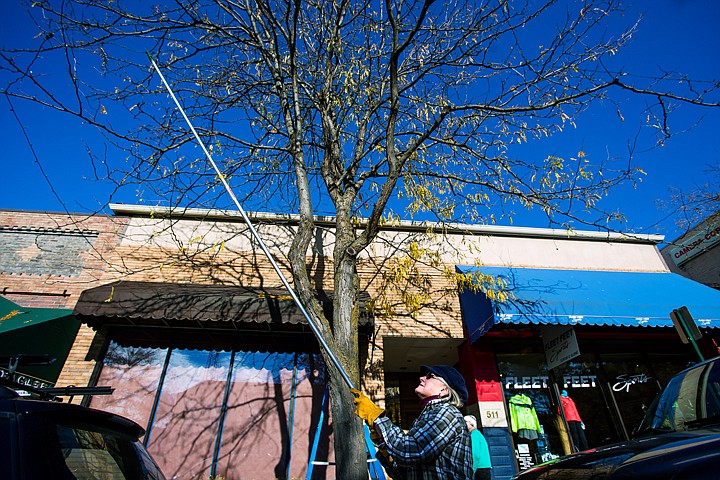 &lt;p&gt;SHAWN GUST/Press Peg Michaelsen, with the Coeur d&#146;Alene Downtown Association, places a strand of lights in a tree near Sherman Avenue on Wednesday. The group adorns downtown trees each year while as part of preparations for the holiday season.&lt;/p&gt;