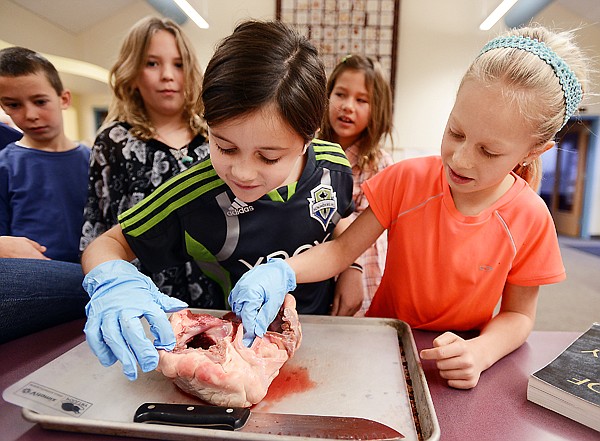 &lt;p&gt;From left, Jake Ritzdorf, Gretta Wisher, Maya Lacey, Grace Coen and Ellie Hawes take a closer look at a cow's heart on Nov. 30 at Kalispell Montessori Elementary School.&lt;/p&gt;