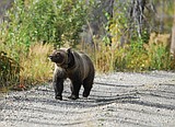 Grizzly