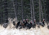 turkeys.JPG
