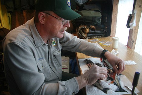 &lt;p&gt;Doug Burton, a fishery pathologist for the Idaho Department of Fish and Game, collects samples from 60 kokanee at the Granite Creek fish trap to study the health of the population.&lt;/p&gt;