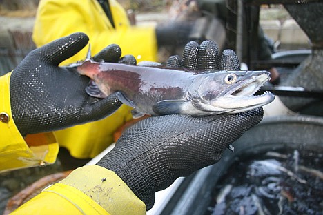 &lt;p&gt;A male kokanee.&lt;/p&gt;