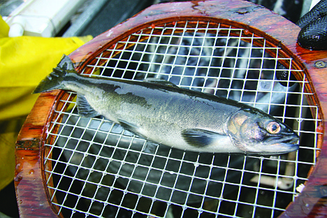 &lt;p&gt;A female kokanee.&lt;/p&gt;