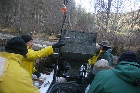 &lt;p&gt;Volunteers process kokanee at the Granite Creek fish trap last week. Eggs and semen are taken from the kokanee, then the fish are piped downstream where they will decompose and provide important nutrients to the creek.&lt;/p&gt;