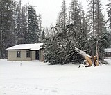 Winter storm topples trees on Park homes