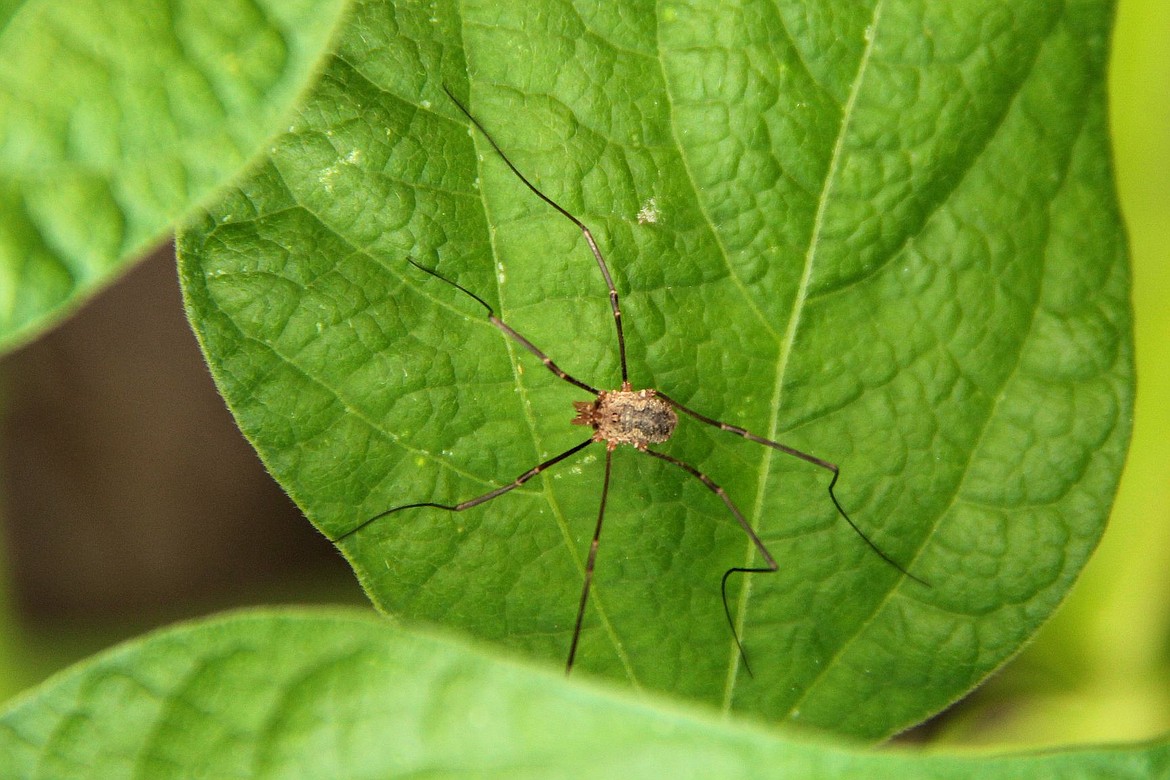 &lt;p&gt;&lt;strong&gt;Harvestmen (daddy longlegs) with fewer than eight legs have voluntarily shed a leg in order to survive a situation.&lt;/strong&gt;&lt;/p&gt;&lt;p&gt;&lt;strong&gt;&#160;&lt;/strong&gt;&lt;/p&gt;