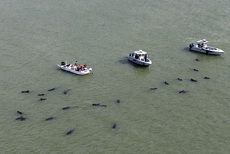 &lt;p&gt;Officials in boats monitor the scene where dozens of pilot whales are stranded in shallow water in a remote area of Florida's Everglades National Park, Wednesday.&lt;/p&gt;