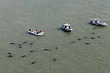 Pilot whales in peril
